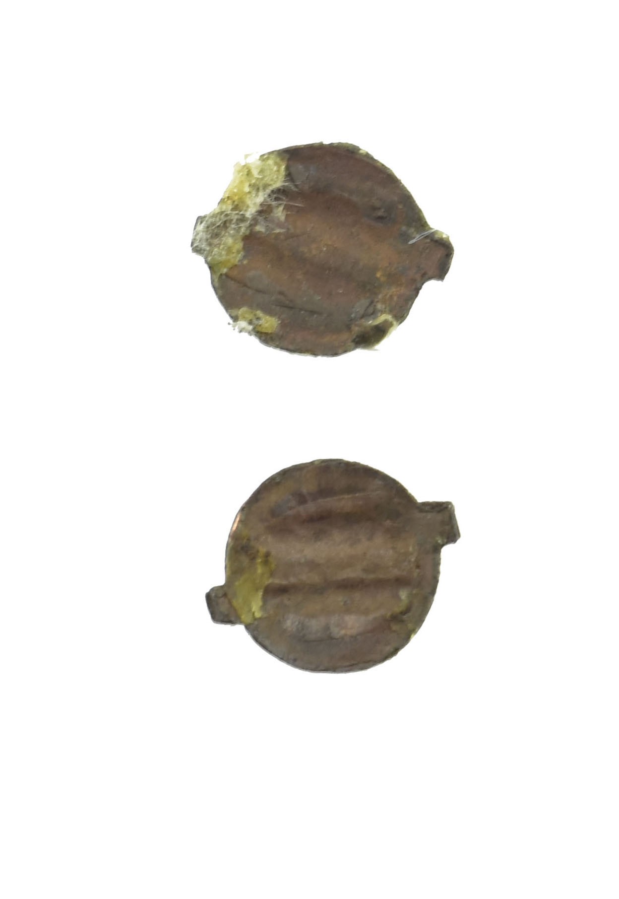 Authentic antique Japanese Menuki